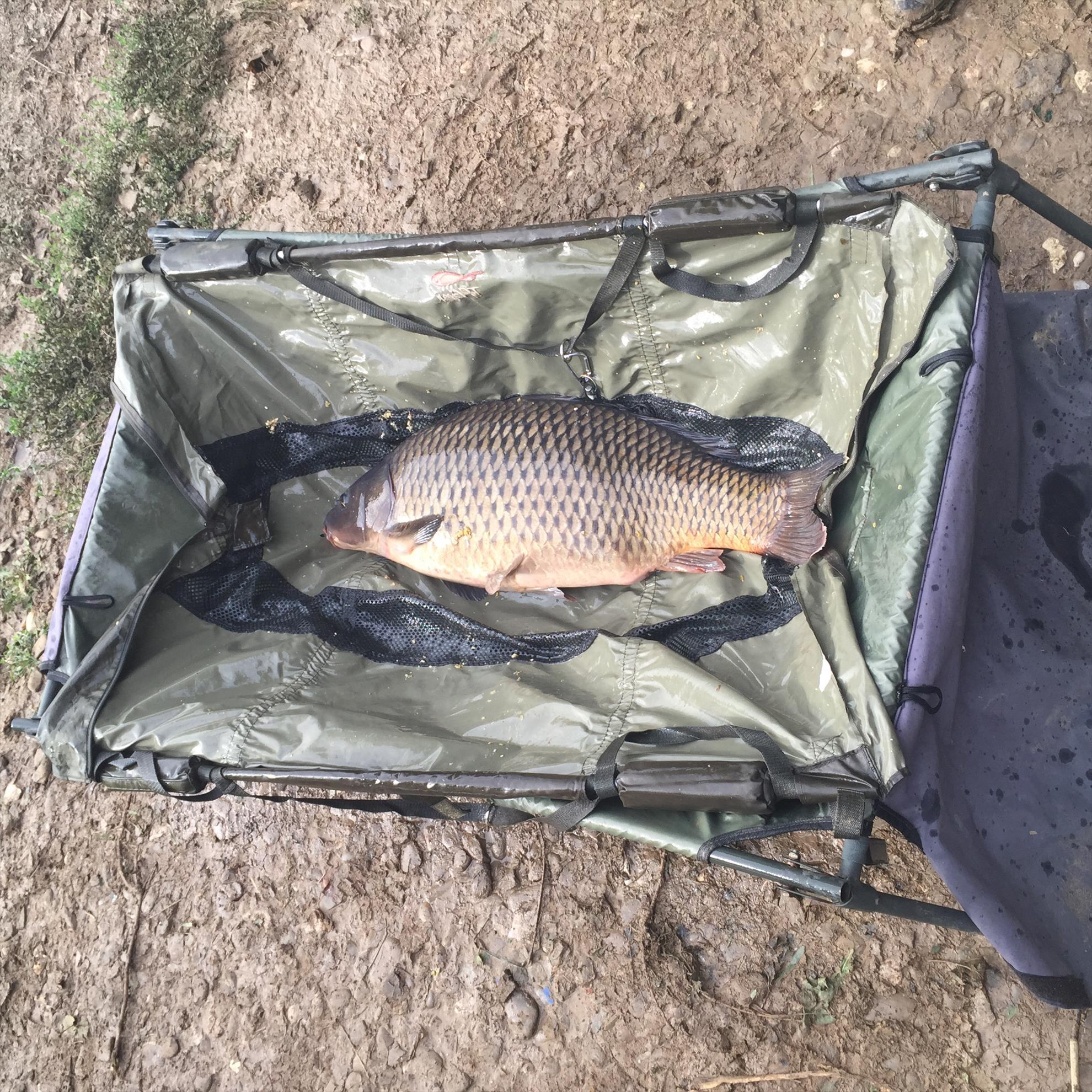 Tancabesti 2015 - image1111.jpg